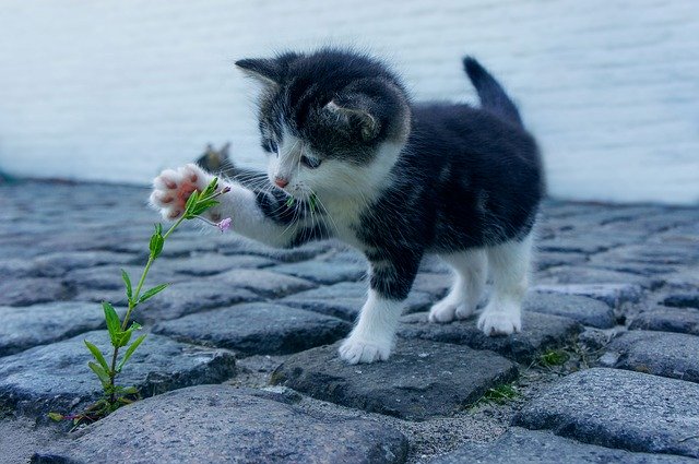 Kittens attacking flowers!
